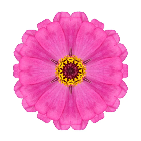 Pink Zinnia Elegans Flower Kaleidoscope Isolated on White — Stock Photo, Image