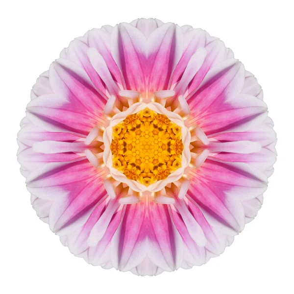Pink Dahlia Flower Kaleidoscope Isolated on White — Stock Photo, Image