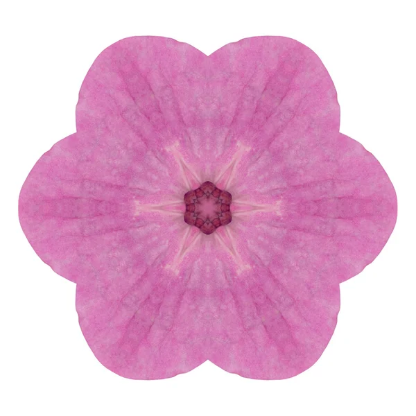 Rosa Hortensie Blume Kaleidoskop isoliert auf weiß — Stockfoto