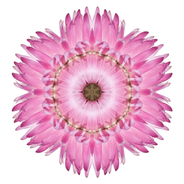 Pink Strawflower Flower Kaleidoscope Isolated on White — Stock Photo, Image