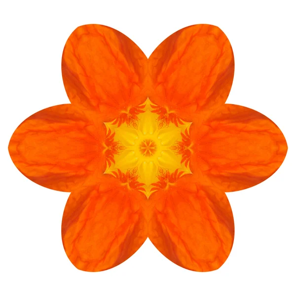 Oranje mandala nasturium bloem Caleidoscoop geïsoleerd — Stockfoto