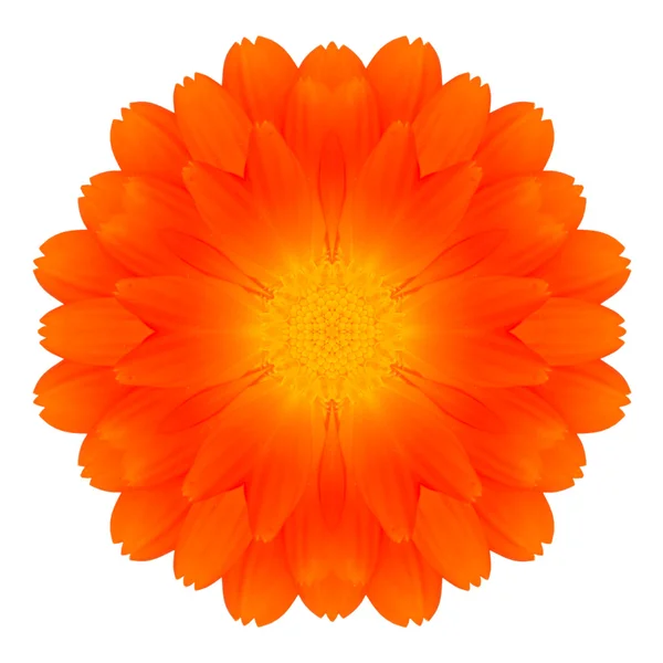 Caleidoscopio Mandala Fiore Calendula Arancione Isolato su Bianco — Foto Stock
