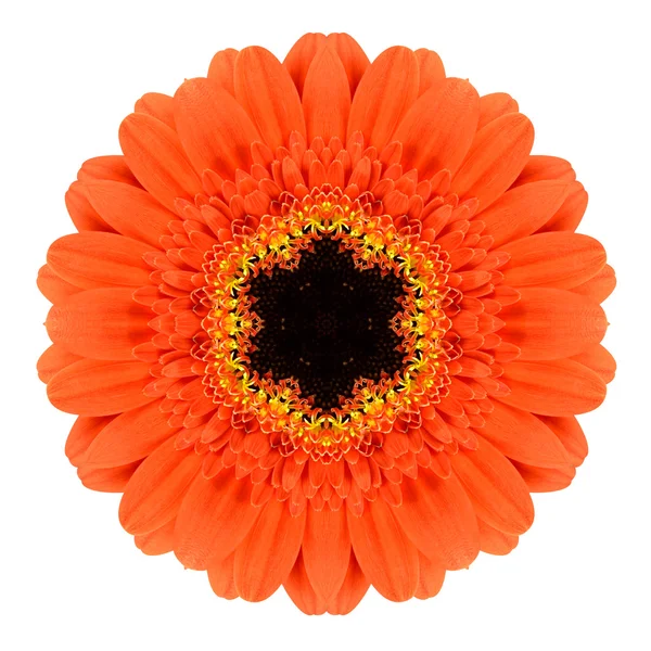 Narancssárga mandala gerbera virág Kaleidoszkóp elszigetelt — Stock Fotó