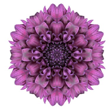 sürekli değişen chrystanthemum çiçek mandala üzerinde beyaz izole