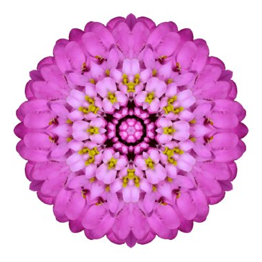 Pembe çiçek sürekli değişen mandala üzerinde beyaz izole