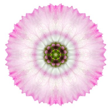 sürekli değişen karanfil çiçek mandala üzerinde beyaz izole