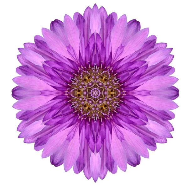 Kaleidoscopic Chrystanthemum Flower Mandala Isolated on White — Stock Photo, Image