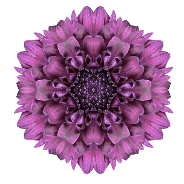 Kalejdoskopisk chrystanthemum blomma mandala isolerad på vit — Stockfoto