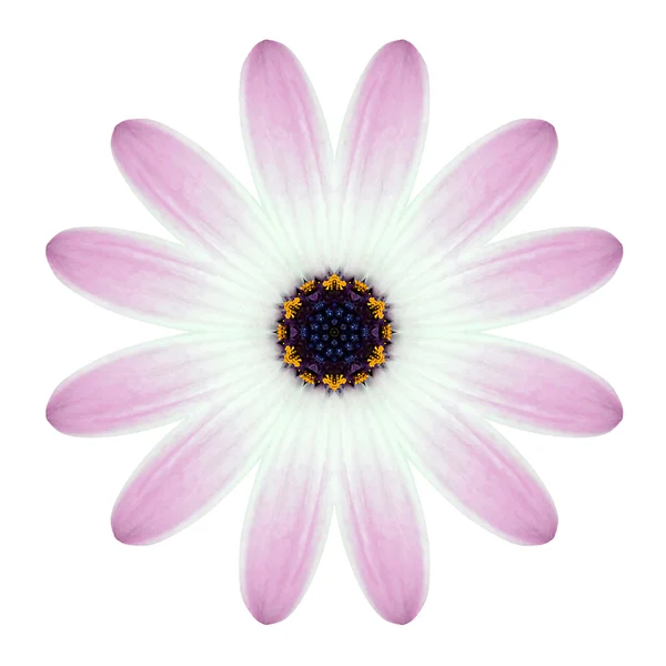 Kaleidoscopic Osteospermum Flower Mandala Isolated on White — Stock Photo, Image