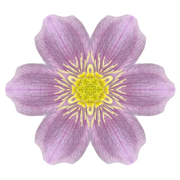Caleidoscopische daisy flower mandala geïsoleerd op wit — Stockfoto