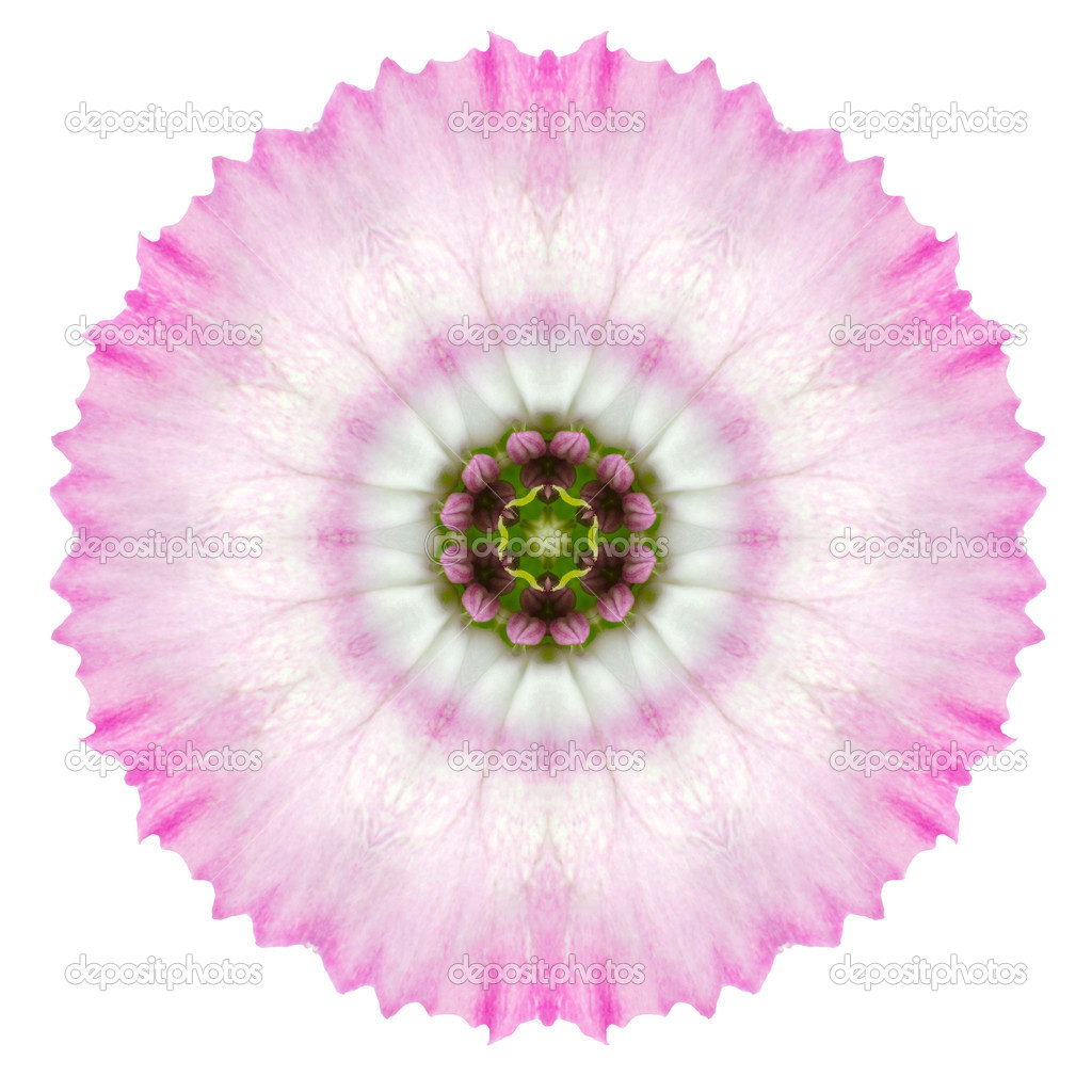 Kaleidoscopic Carnation Flower Mandala Isolated on White