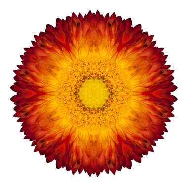 sürekli değişen strawflower mandala üzerinde beyaz izole