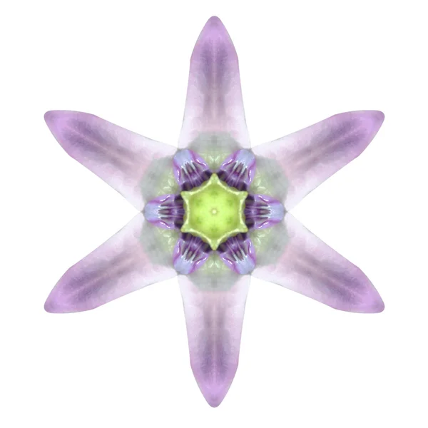 Kaleidoskopisches Blütenmandala isoliert auf Weiß — Stockfoto
