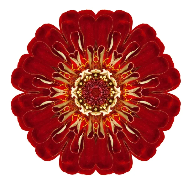 Paarse caleidoscopische dahlia bloem mandala geïsoleerd op wit — Stockfoto