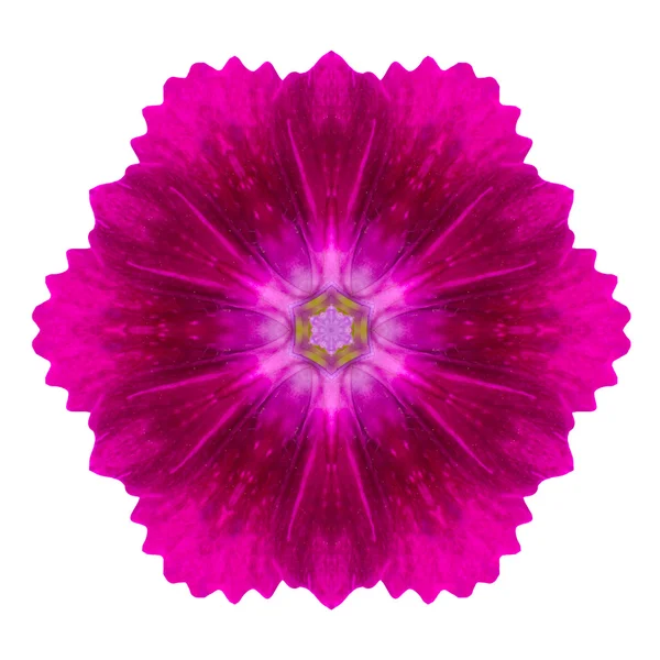 Caleidoscopico viola Primrose Flower Mandala isolato su bianco — Foto Stock