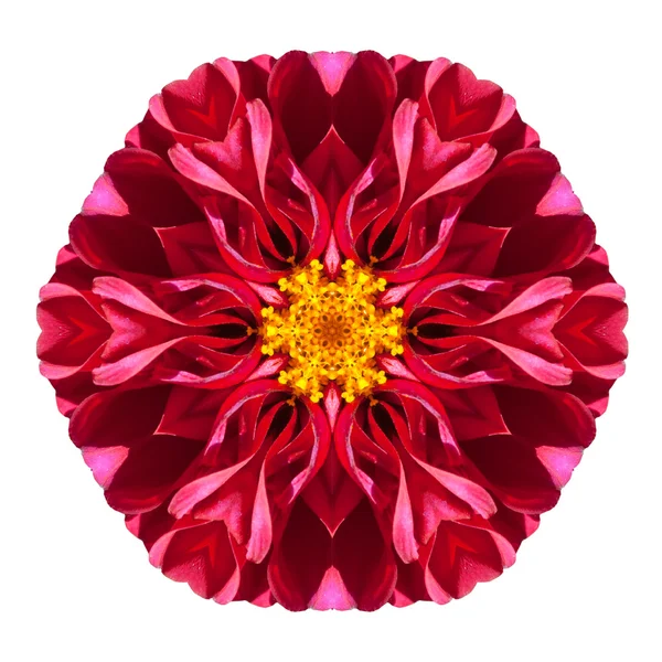 Lila kaleidoskopische Dahlienblüte Mandala isoliert auf weiß — Stockfoto