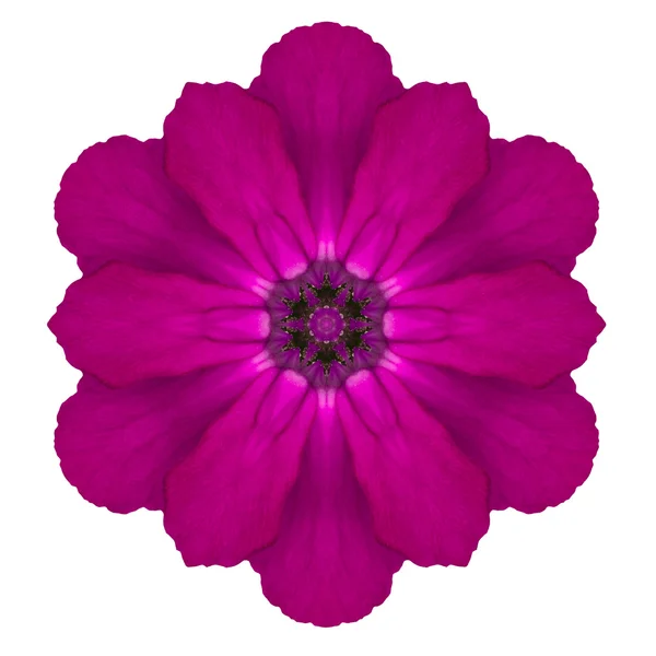Purple Kaleidoscopic Primrose Flower Mandala Isolated on White — Stock Photo, Image