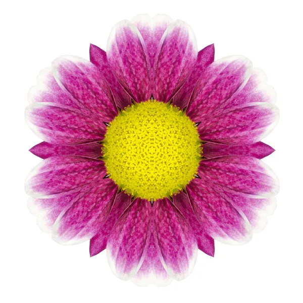 紫色的万花筒雏菊花曼陀罗上白色孤立 — 图库照片