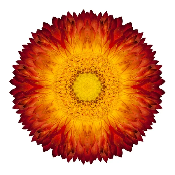 Kaleidoscopic Strawflower Mandala Isolated on White — Stock Photo, Image