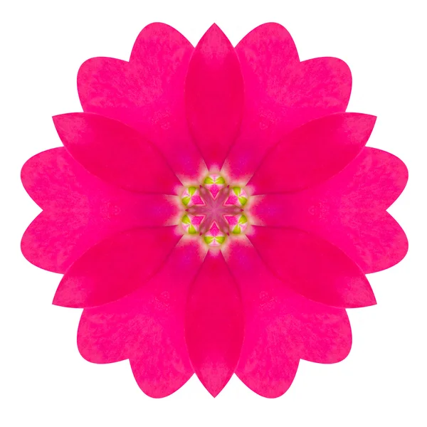 Fioletowy kalejdoskopie wiesiołka mandali kwiat na białym tle — Zdjęcie stockowe