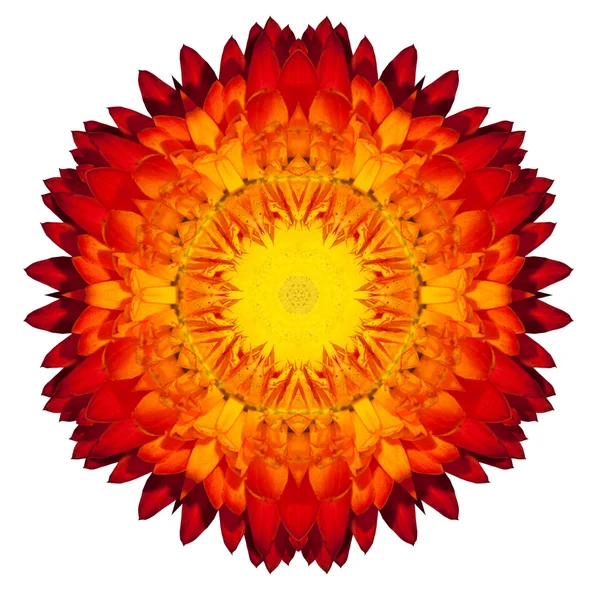 Kaleidoscopic Strawflower Mandala Isolated on White — Stock Photo, Image