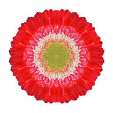 beyaz izole kırmızı gerbera mandala çiçek sürekli değişen