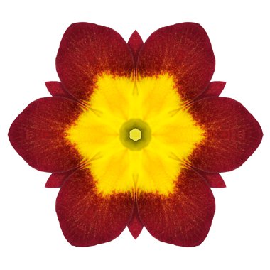 beyaz izole primrose mandala çiçek sürekli değişen