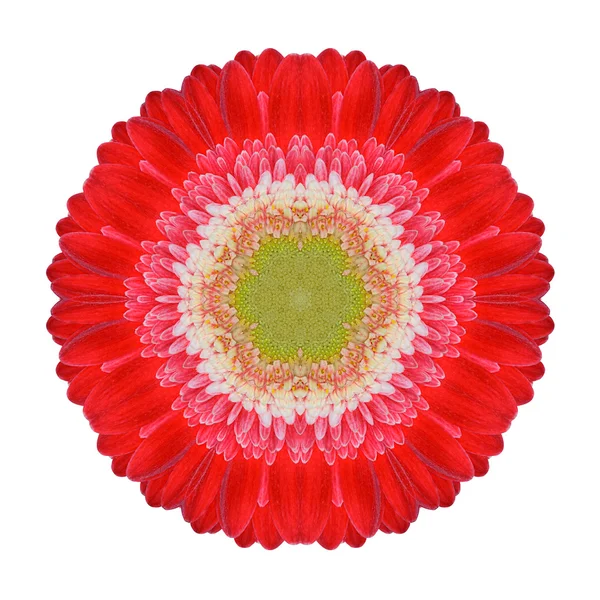Vermelho Gerbera Mandala Flor Kaleidoscopic Isolado em Branco — Fotografia de Stock