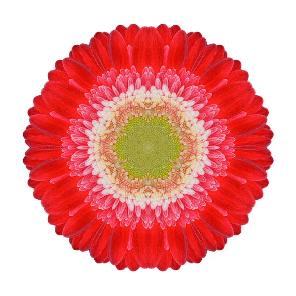 Flor de Mandala Gerbera Roja Caleidoscópica Aislada en Blanco —  Fotos de Stock