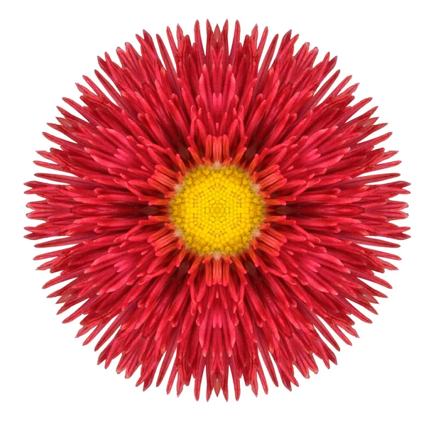 Fleur de marguerite rouge mandala kaléidoscopique isolé sur blanc — Photo