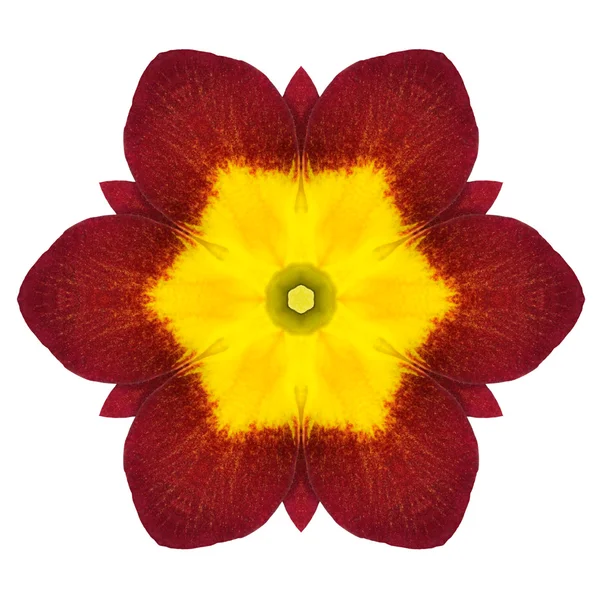 Primrose mandala blomma kalejdoskopisk isolerad på vit — Stockfoto