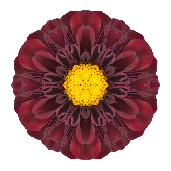 Purpledahlia mandala blomma kalejdoskopisk isolerad på vit — Stockfoto