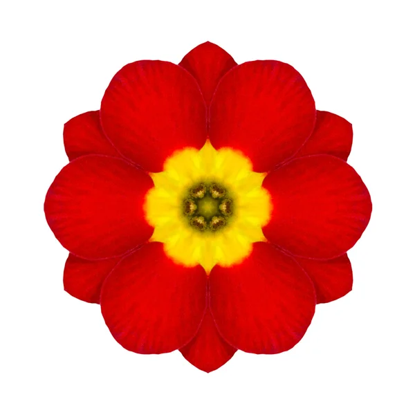 Primrose mandala blomma kalejdoskopisk isolerad på vit — Stockfoto