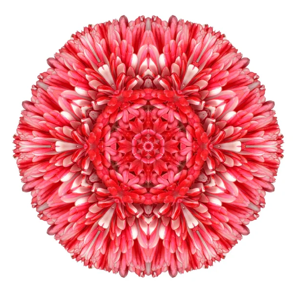 Czerwony stokrotka mandali kwiat kalejdoskopie na białym tle — Zdjęcie stockowe