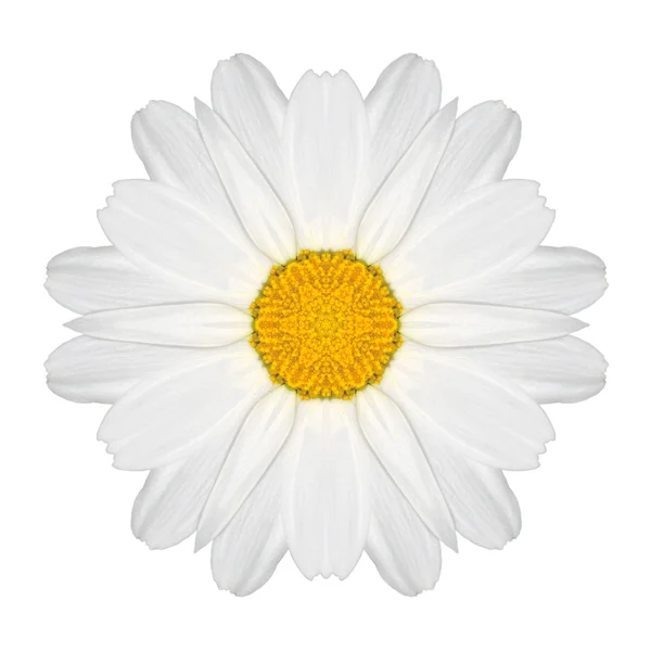 Daisy mandala blomman kalejdoskopisk isolerad på vit — Stockfoto