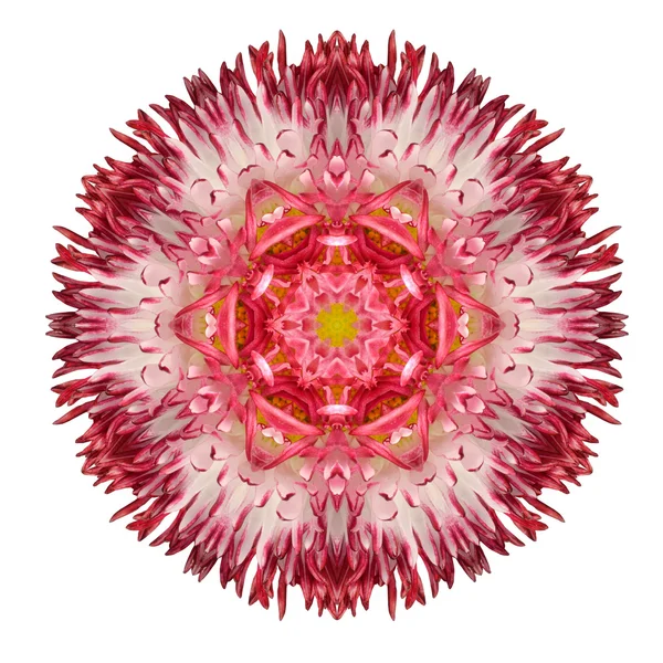 Red Daisy Mandala Flower Kaleidoscopic Isolated on White — Stock Photo, Image