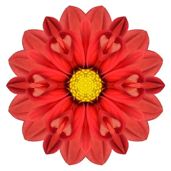 赤いダリア マンダラ花は万華鏡のような白で隔離されます。 — ストック写真