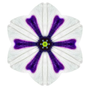 White Concentric Morning Glory Mandala Flower Isolated on Plain