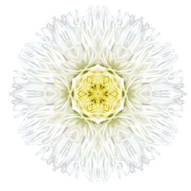 ovada izole beyaz konsantrik gerber daisy mandala çiçek