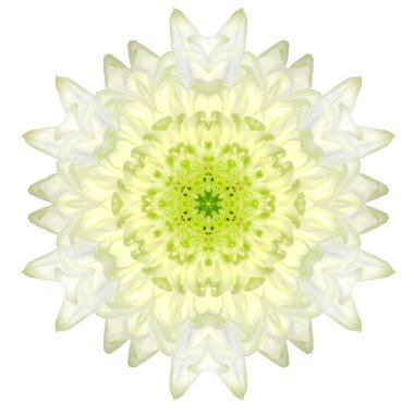 ovada izole beyaz krizantem konsantrik mandala çiçek