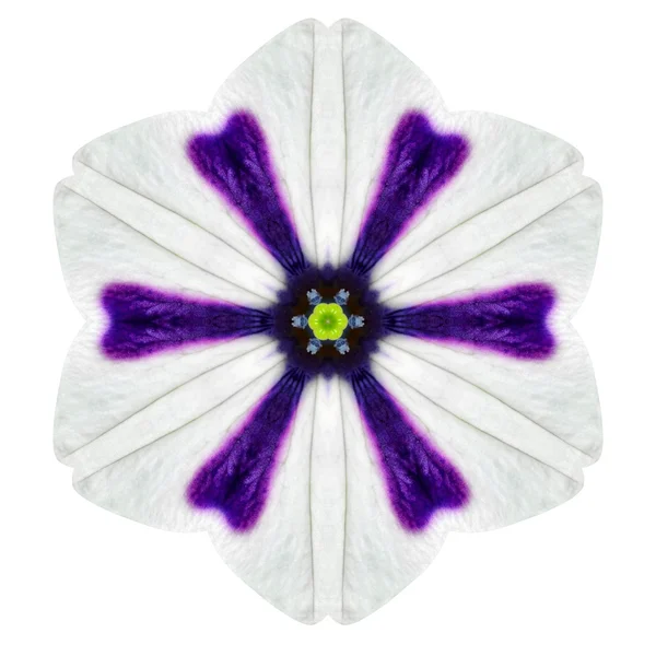 Witte concentrische morning glory mandala bloem geïsoleerd op vlakte — Stockfoto