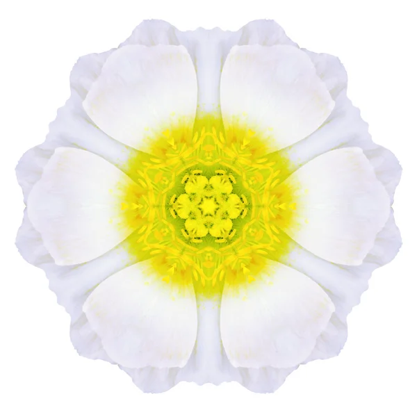 Witte concentrische mandala daisy flower geïsoleerd op vlakte — Stockfoto