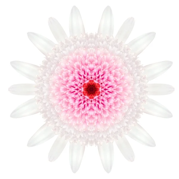 Bianco concentrica Margherita Mandala fiore isolato sulla pianura — Foto Stock