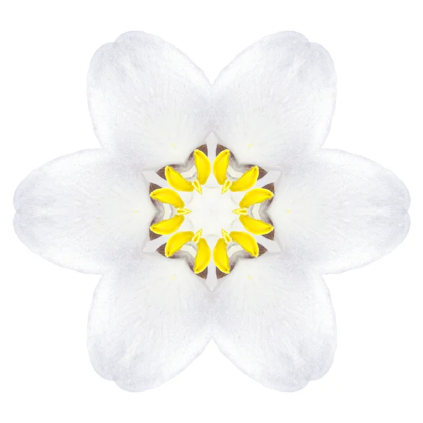 Branco Concêntrico Trillium Mandala Flor Isolado na planície — Fotografia de Stock