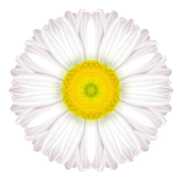 Vit koncentriska daisy mandala blomman isolerade på slätten — Stockfoto