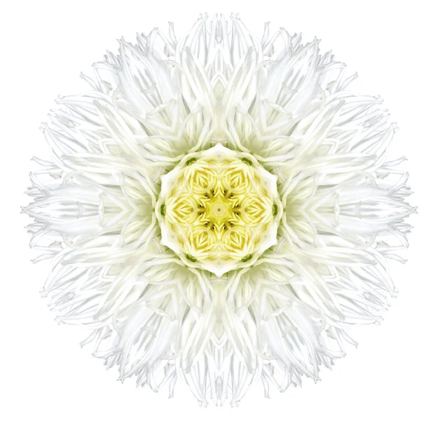 White Concentric Gerber Daisy Mandala Flower Isolated on Plain — Stock Photo, Image