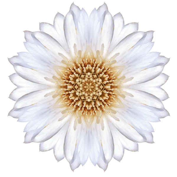Flor de Mandala de Cornflower concéntrica blanca aislada en llano —  Fotos de Stock