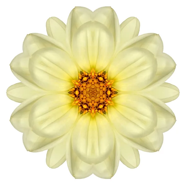 Bianco concentrica Margherita Mandala fiore isolato sulla pianura — Foto Stock