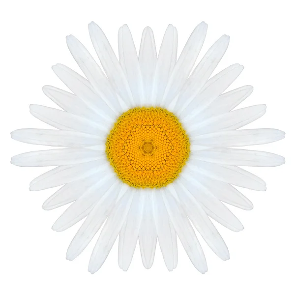 Weiße konzentrische Mandala Gänseblümchen Blume isoliert auf Ebene — Stockfoto