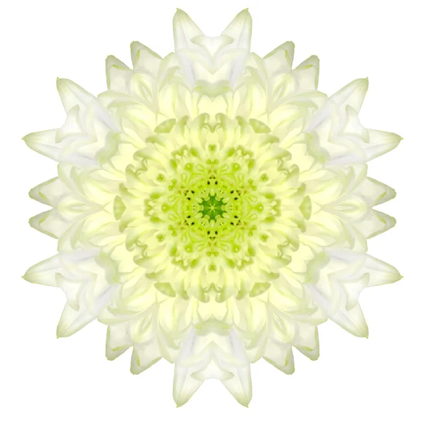 Flor céntrica blanca del mandala del crisantemo aislada en llano —  Fotos de Stock